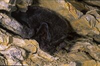 Mopsfledermaus 02