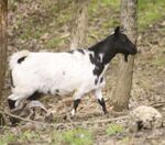 Myotonic Goat.jpg