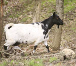 Myotonic Goat.jpg
