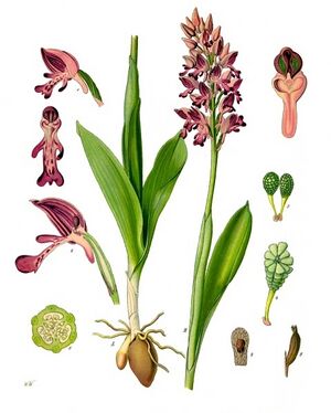 Orchis militaris - Köhler–s Medizinal-Pflanzen-231.jpg