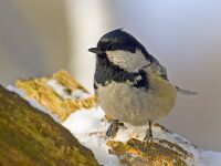 Parus ater01.jpg