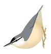 SittaLedanti.svg