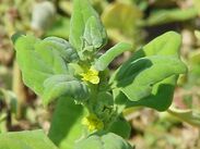 Tetragonia echinata2.jpg