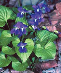Wood Violet