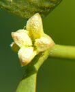 Viscum-album(flower).jpg