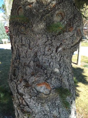 2015-03-27 16 02 31 Colorado Spruce with trunk sprouts at Great Basin College in Elko, Nevada.JPG
