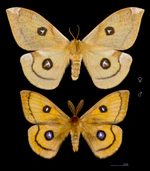 Aglia tau both sex.jpg