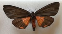 Axiopoena karelini.jpg