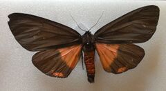 Axiopoena karelini.jpg