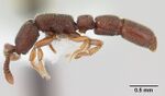 Cerapachys typhlus casent0106214 profile 1.jpg