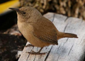 Cobb's Wren.png