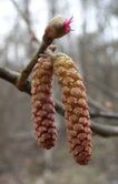 Corylus avellana male and female flowers 2 AB.jpg