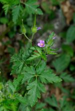 Geranium purpureum 2 RF.jpg