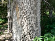 Green Ash (Fraxinus pennsylvanica) bark detail.jpg