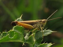 IMG 0395 Tettigoniidae.jpg
