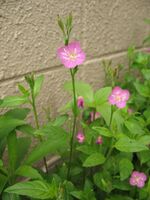 Oenothera rosea1.jpg