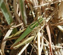 Omocestus viridulus f 10079.jpg