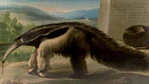 Oso hormiguero (1776).jpg