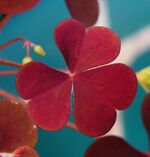 Oxalis stricta20090728 11.jpg