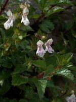 Prasium majus Sardinia LM 100407 066.jpg