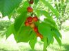Rainier Cherries.JPG