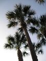 Sabal palm