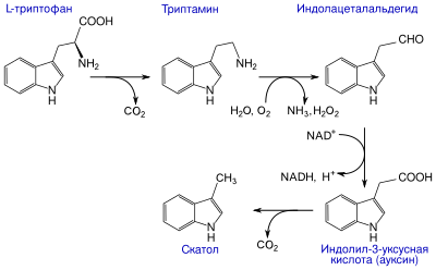 Skatol biosynthese-ru.svg