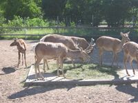 Tallinna-loomaaed-deer.jpg
