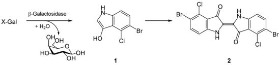 X-Gal reaction.png