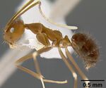 Zatania albimaculata casent0106052 profile 1.jpg