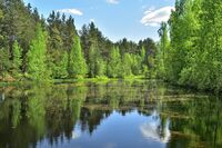 A lake in a swamp.jpg