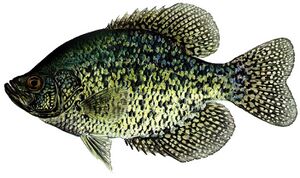 Black Crappie.jpg