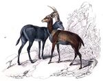 Bluebuck.jpg