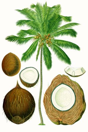 Cocos nucifera - Köhler–s Medizinal-Pflanzen-187.jpg