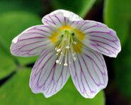 Common wood sorrel blossom (aka).jpg