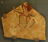 Concornis lacustris 438.jpg