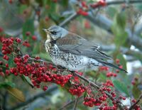 Cotoneaster frigidus Turdus pilaris 5.jpg