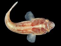 Diplecogaster bimaculata (dorsal).jpg