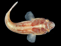 Diplecogaster bimaculata (dorsal).jpg