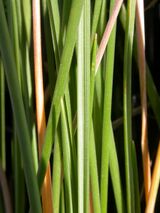 Festuca scabrella.jpg