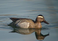 Garganey (Anas querquedula) - geograph.org.uk - 1036178.jpg
