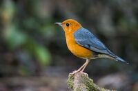 Geokichla citrina, orange-headed thrush.jpg