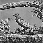 Грип, Corvus corax, ручной ворон Чарльза Диккенса