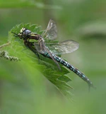 Hairydragonfly.jpg