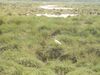 Marismas del Odiel, Huelva. Espátula común (Platalea leucorodia).jpeg