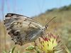 Melanargia titea titania.jpg
