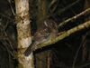 Mountain Owlet-Nightjar (2913747293).jpg