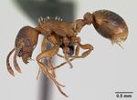 Myrmica rugulosa casent0172742 profile 1.jpg