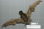 Naturalis Biodiversity Center - RMNH.MAM.35852.b dor - Eumops auripendulus auripendulus - skin.jpeg