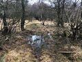 Naturschutzgebiet Neuenhähnen photo-13.jpg